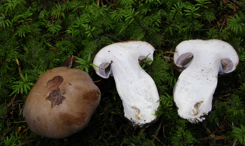 Finalmente Cortinarius.